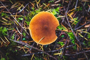 a brown cap of a forest mushroom