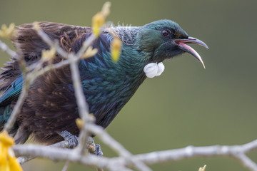Tui New Zealand Honeyeater