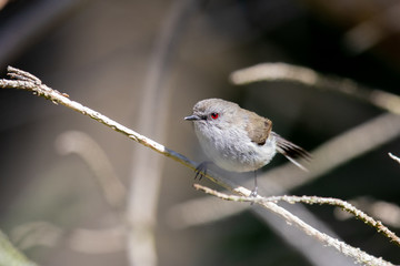 Grey Gerygone Warbler in New Zealand