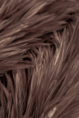Beautiful abstract white gray and brown feathers on dark background and colorful soft brown white feather texture on white pattern