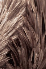 Beautiful abstract white gray and brown feathers on dark background and colorful soft brown white feather texture on white pattern