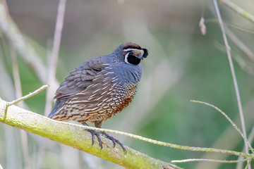 California Quail in Australasia