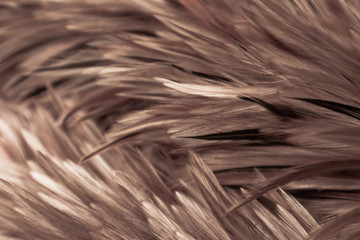 Beautiful abstract white gray and brown feathers on dark background and colorful soft brown white feather texture on white pattern