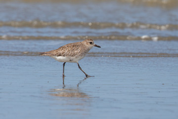Grey / Black-bellied Plover in Australasia