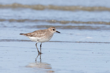 Grey / Black-bellied Plover in Australasia