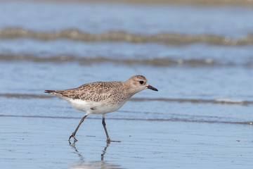 Grey / Black-bellied Plover in Australasia