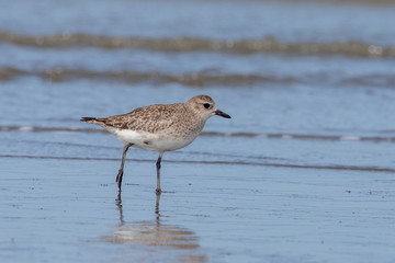 Grey / Black-bellied Plover in Australasia