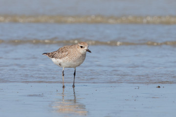 Grey / Black-bellied Plover in Australasia