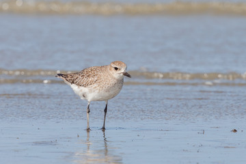 Grey / Black-bellied Plover in Australasia
