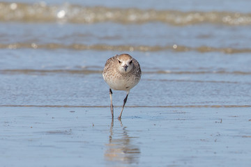 Grey / Black-bellied Plover in Australasia