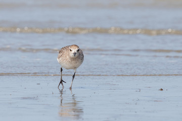 Grey / Black-bellied Plover in Australasia