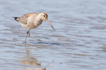 Bar-tailed Godwit in Australasia