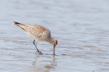Bar-tailed Godwit in Australasia