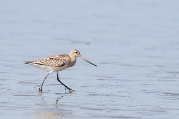 Bar-tailed Godwit in Australasia