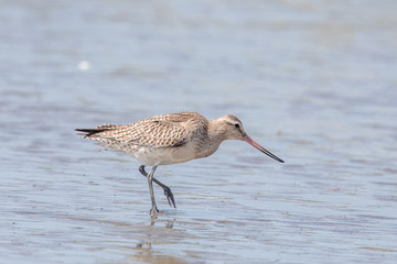 Bar-tailed Godwit in Australasia
