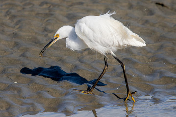 Little Egret in Australasia