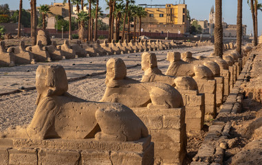 The avenue of sphinxes on the road from Luxor temple to Karnak, Egypt