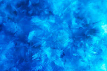 Fototapeta na wymiar Beautiful abstract colorful pink and white feathers on dark background and soft white blue feather texture on white pattern