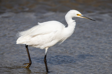 Little Egret in Australasia