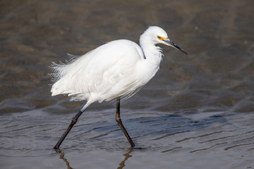 Little Egret in Australasia