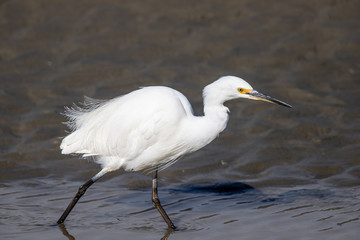 Little Egret in Australasia