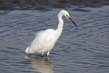 Little Egret in Australasia
