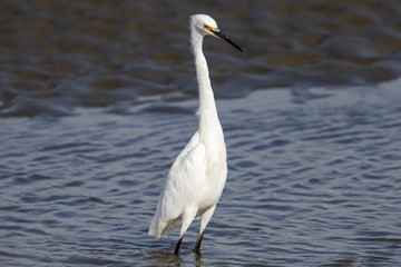 Obraz premium Little Egret in Australasia
