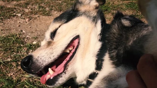 happy dog ​​lies on the grass and a man strokes it and combes it.