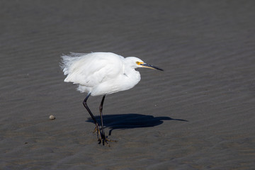 Little Egret in Australasia