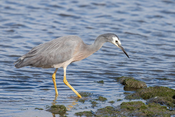 White-faced Heron in Australasia