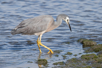 White-faced Heron in Australasia