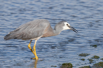 White-faced Heron in Australasia