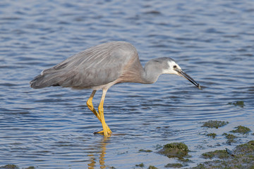 White-faced Heron in Australasia