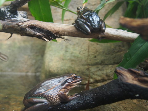 Frogs, Wild Life Sydney Zoo, Sydney, Australia