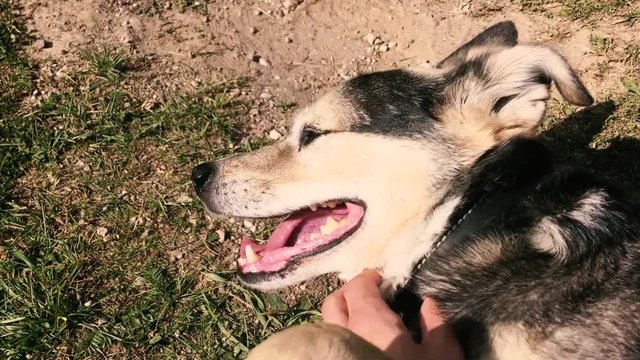 happy dog ​​lies on the grass and a man strokes it and combes it.