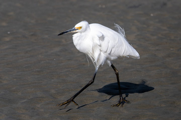 Little Egret in Australasia