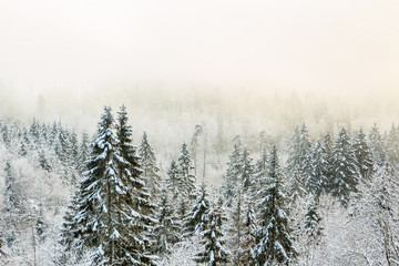 Fototapeta na wymiar View of a forest with cold fog in winter