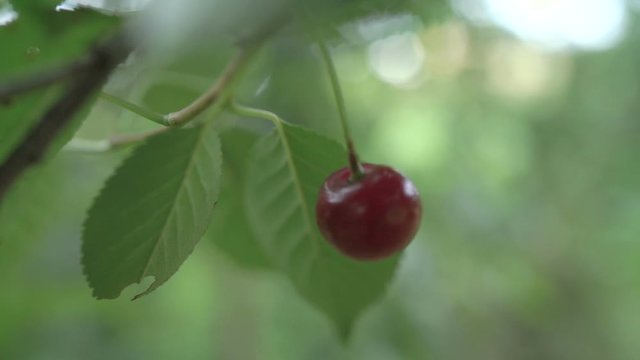 Red sour cherry tree branch with a tasty fruit. Close-up cherry tree branches and fruit. Slow motion.