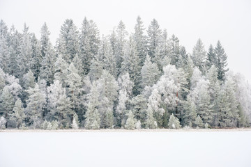 Coniferous forest with hoarfrost on a lake in cold weather