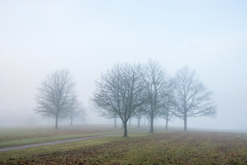 Obraz na płótnie Canvas Tree grove in autumn fog on November day