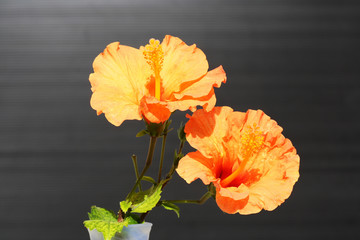 Hibiscus © Stephan von Mikusch