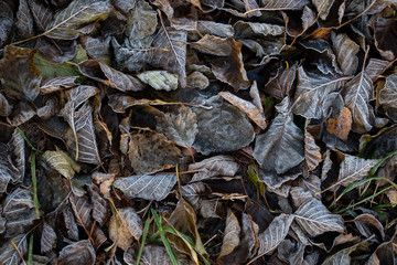 Background of autumn leaves in the frost to october or november