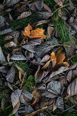 Background of autumn leaves in the frost to october or november