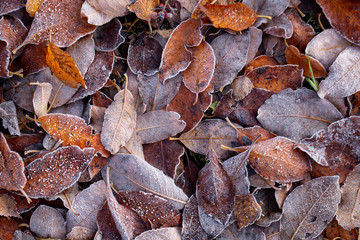 Background of autumn leaves in the frost to october or november