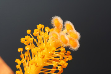 Hibiscus © Stephan von Mikusch