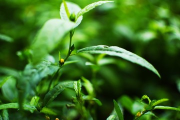 green plant in the garden