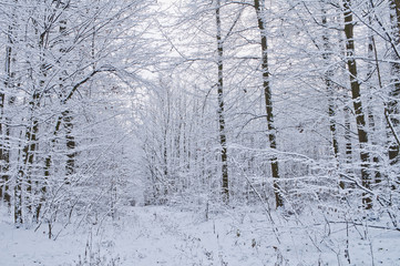 Forest path in snow-covered winter forest