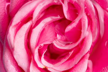Fototapeta na wymiar pink rose with water drops