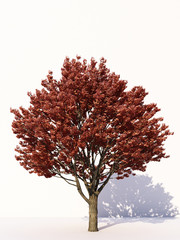 Obraz premium Trees isolated on white background, tropical trees isolated used for design, advertising and architecture. 3d rendering