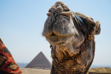 the Pyramids of Giza, Egypt